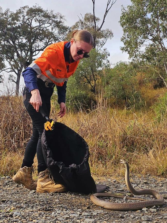 An eastern brown found in the bedroom of a house in Coomera is returned to the wild. Picture: Harrison's Gold Coast and Brisbane Snake Catcher.