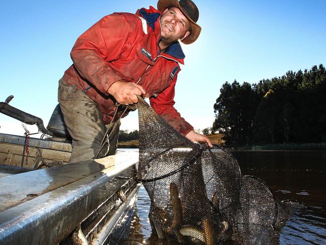 Commercial Eel Fisher Brad Finlayson of Tasmanian Eel Exporters harvests eels at Moriarty