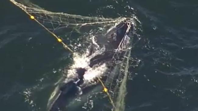 Whale caught in shark net off Gold Coast. Photo: Twitter/Nine News Gold Coast