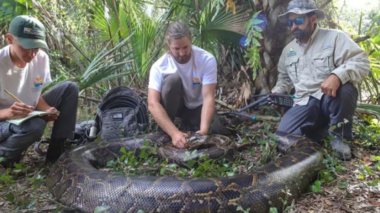 Researchers Ian Bartoszek (left), Ian Easterling (centre) and intern Kyle Findley (right) transport the female Burmese python to their lab in Naples, Florida. Picture: Maggie Steber, National Geographic