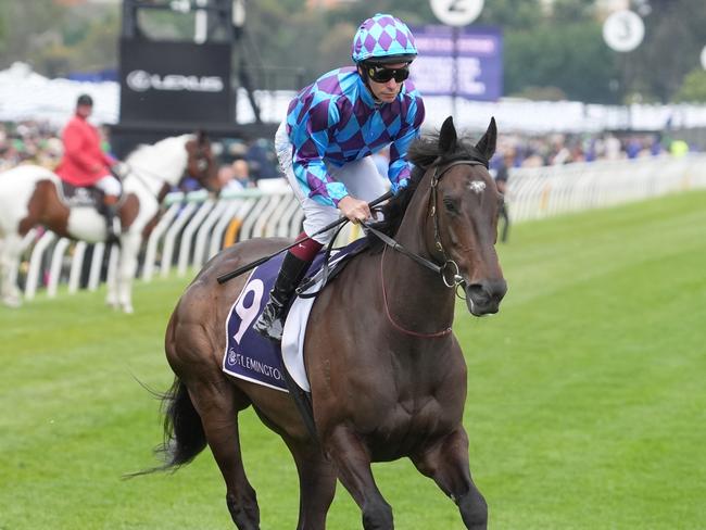 Pride Of Jenni ridden by Ben Melham before the VRC Champions Mile at Flemington Racecourse on November 09, 2024 in Flemington, Australia. (Photo by Jay Town/Racing Photos via Getty Images)