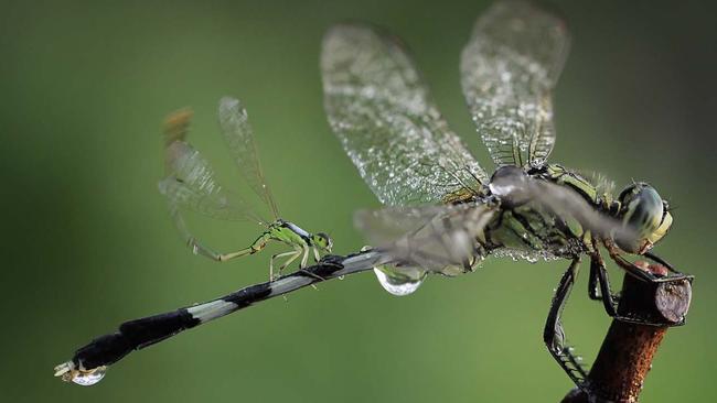 Adhi Prayoga / Solent News / Picture Media