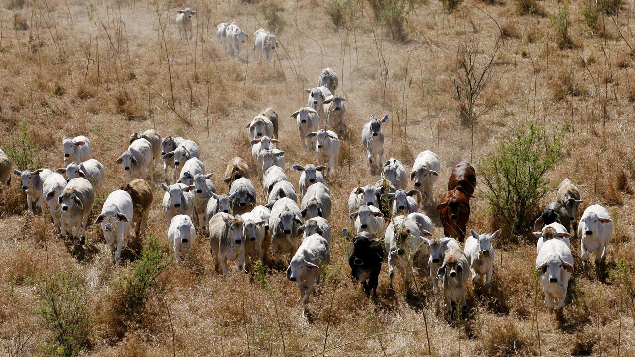 Cattle being mustered on Victoria River Downs in the Northern Territory.