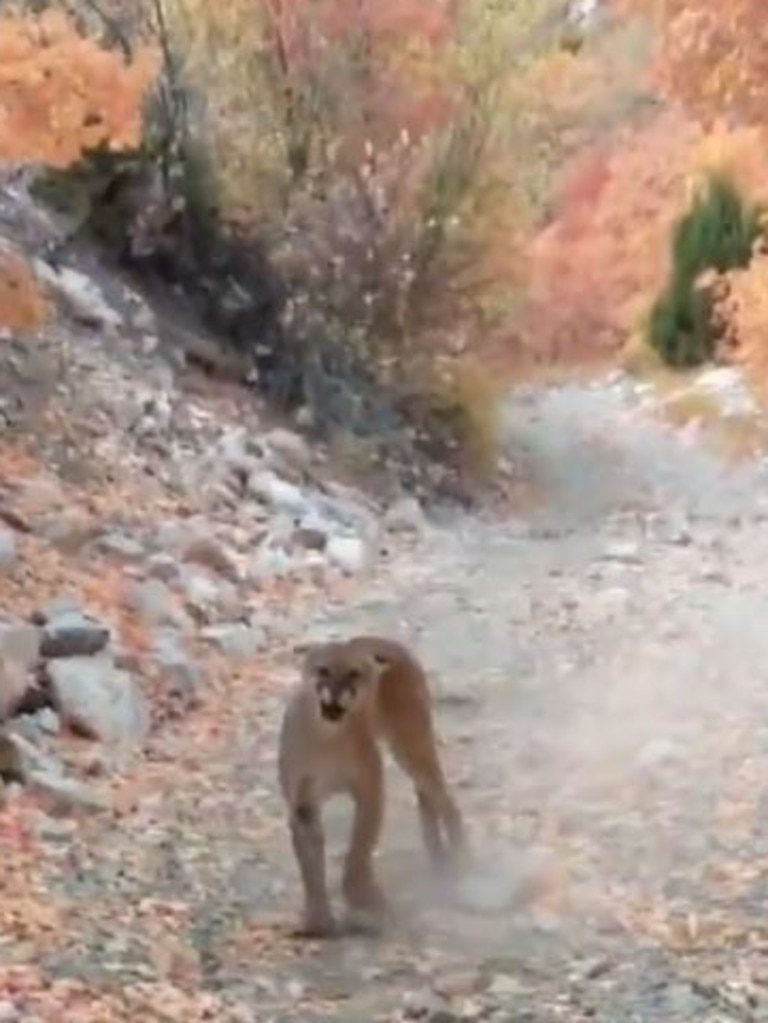 Hiker Films Himself Chased By Aggressive Cougar For Six Minutes Au — Australias 8213