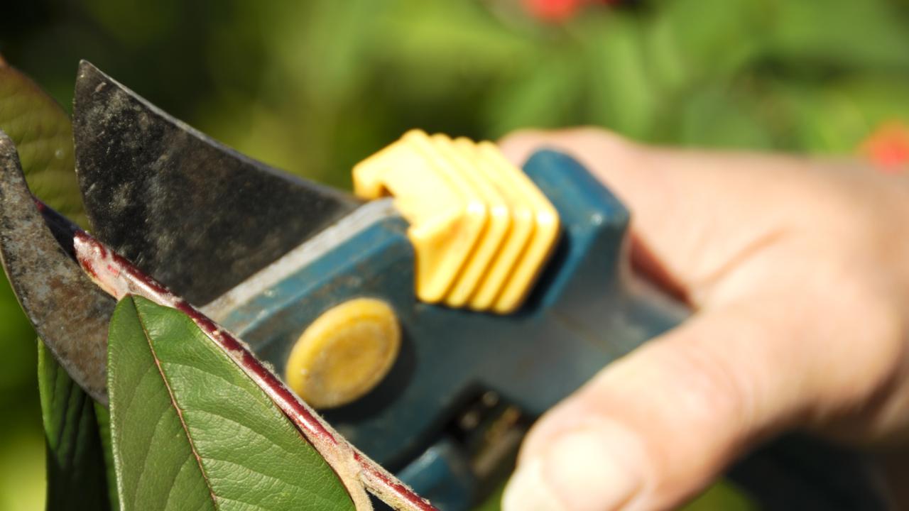 Gardening tool used as a weapon in Gold Coast stabbing | The Courier Mail