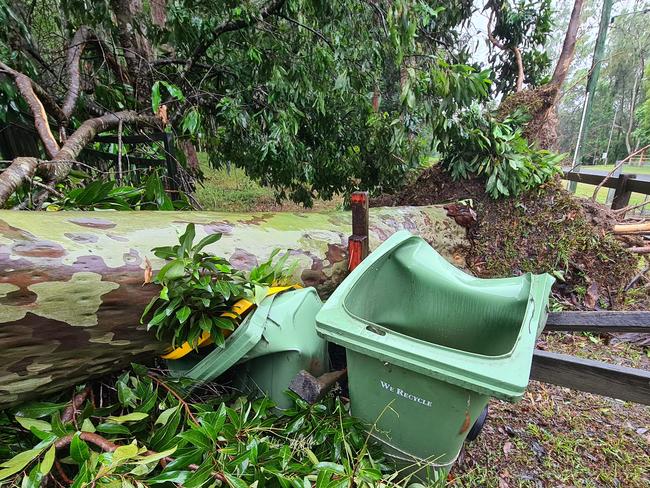 This giant tree fell across a Dennis Road, Springwood resident's driveway. Picture: Jodie O'Brien
