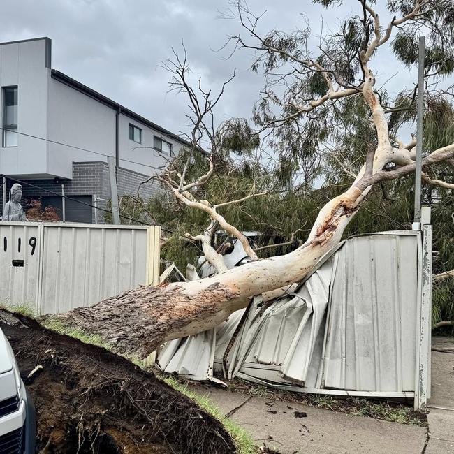 Another tree uprooted in the wild weather at Canley Heights.