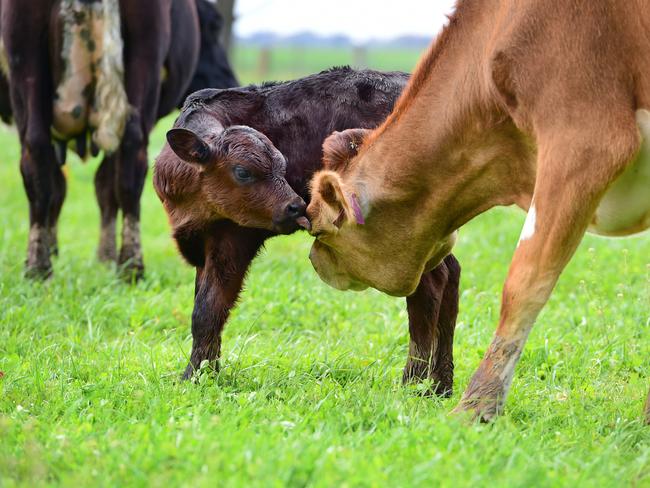 How Now Diary has a milking herd of 75 Jersey, crossbred and Holstein cows. Picture: Zoe Phillips