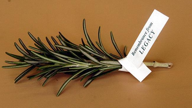 A sprig of rosemary is worn by those commemorating Anzac Day. Picture: Jeff Herbert. 