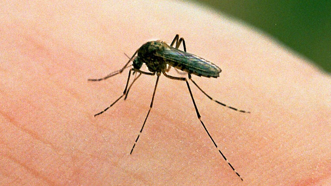 Mosquito numbers are expected to boom this summer, experts say.