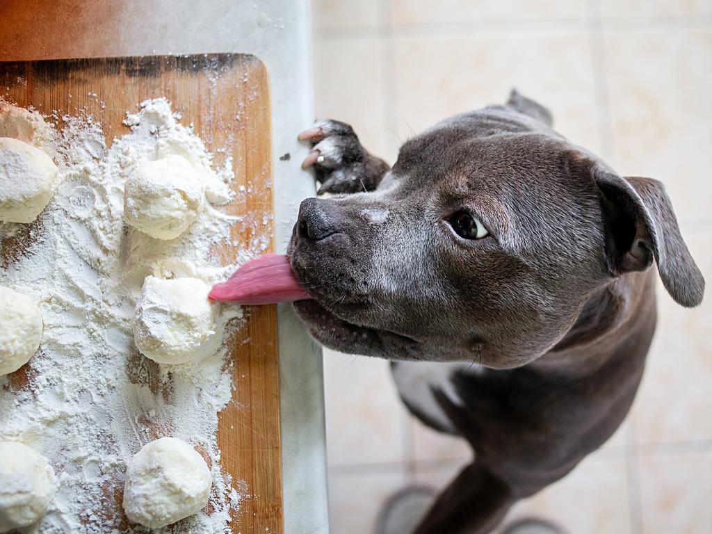 Is bread clearance harmful to dogs