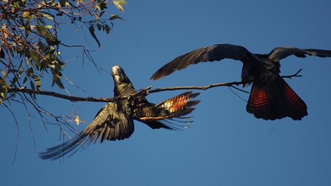 Red-tailed Black Cockatoo, under threat from bauxite mining. Picture: Deborah Carver/Sharon Parker-Brown