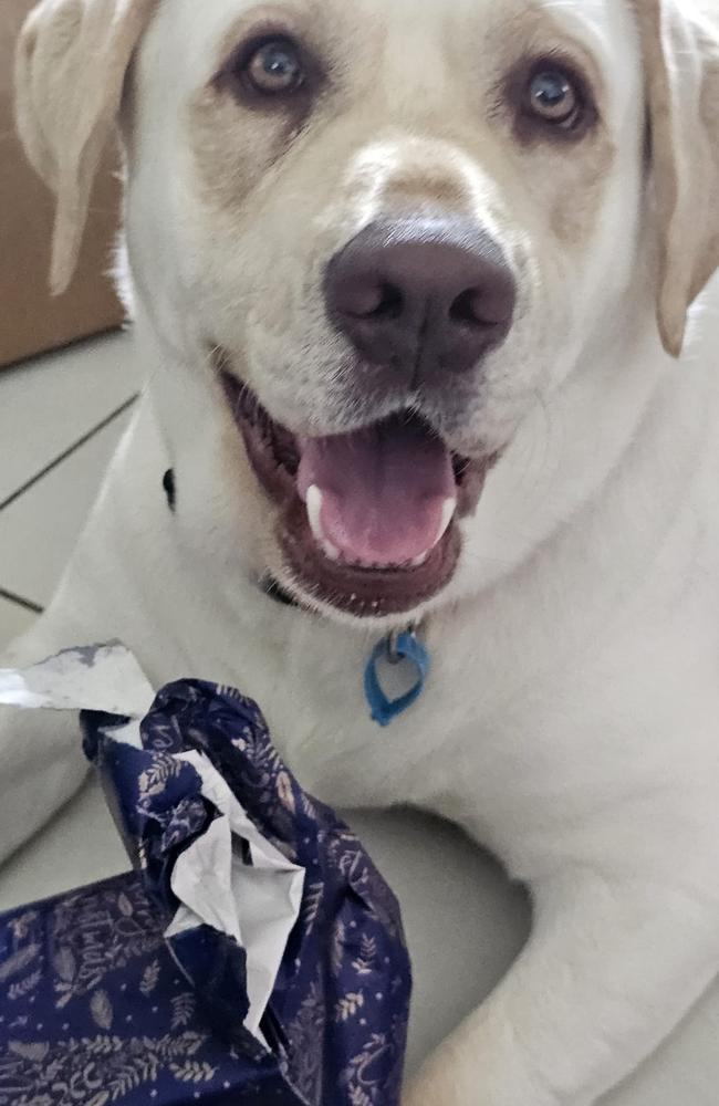 Murphy: Sarah Louise's 2 year old Labrador