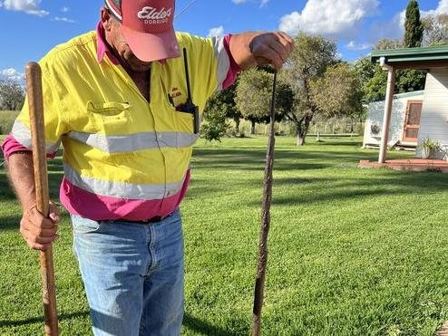 The brown snake that bit Pippi.