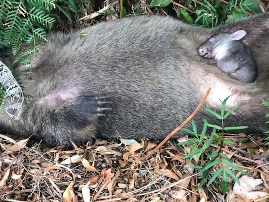 This wombat was found shot dead in South Gippsland with a joey still in her pouch. Picture: supplied