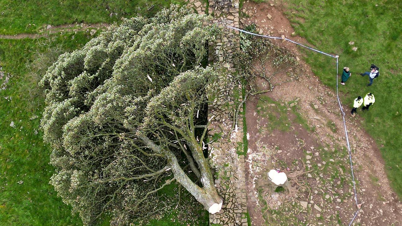 In this aerial view the 'Sycamore Gap' tree on Hadrian's Wall lies on the ground leaving behind only a stump in the spot it once proudly stood.Picture: Jeff J Mitchell/Getty Images