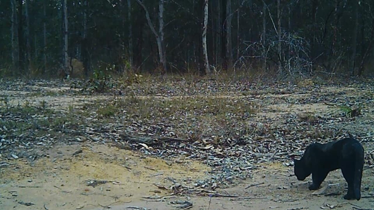 A very large black cat caught on camera at a Miva property in 2018, which resident Wendy Elsley said could be mistaken by some to be a black panther.