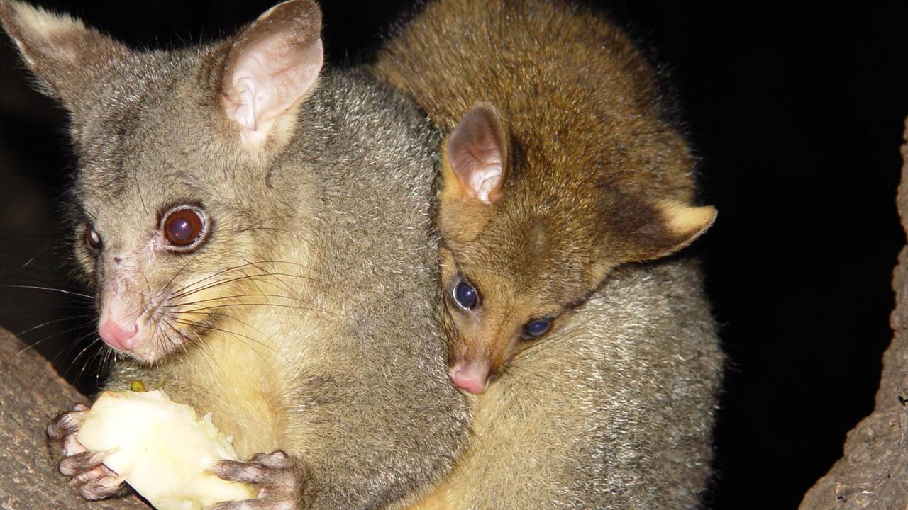 Relocated possums could be to blame for spreading flesh-eating Buruli ...