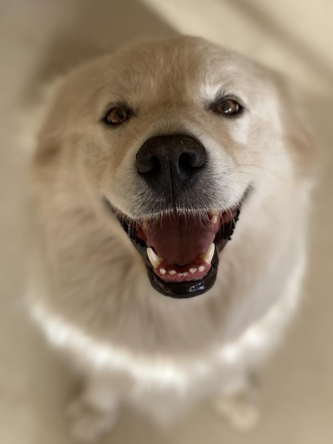 Eddie the samoyed x border collie, sent in by Sophie Jennison, McLaren Flat.