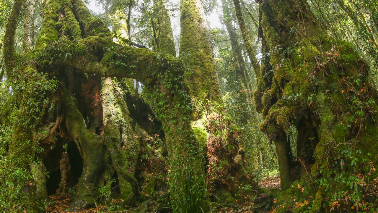 The writer's favourite Antarctic beech trees are about 7km from O'Reilly's along the Border Track. Picture: Kara Murphy