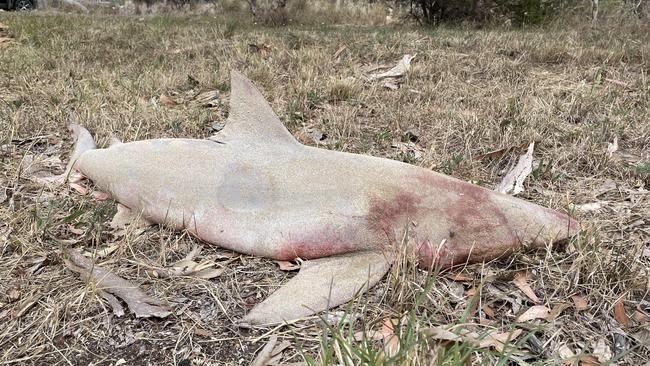 Vicki Matchett found a 5ft-long dead shark dumped in front of her property at Currency Creek. Picture: Facebook