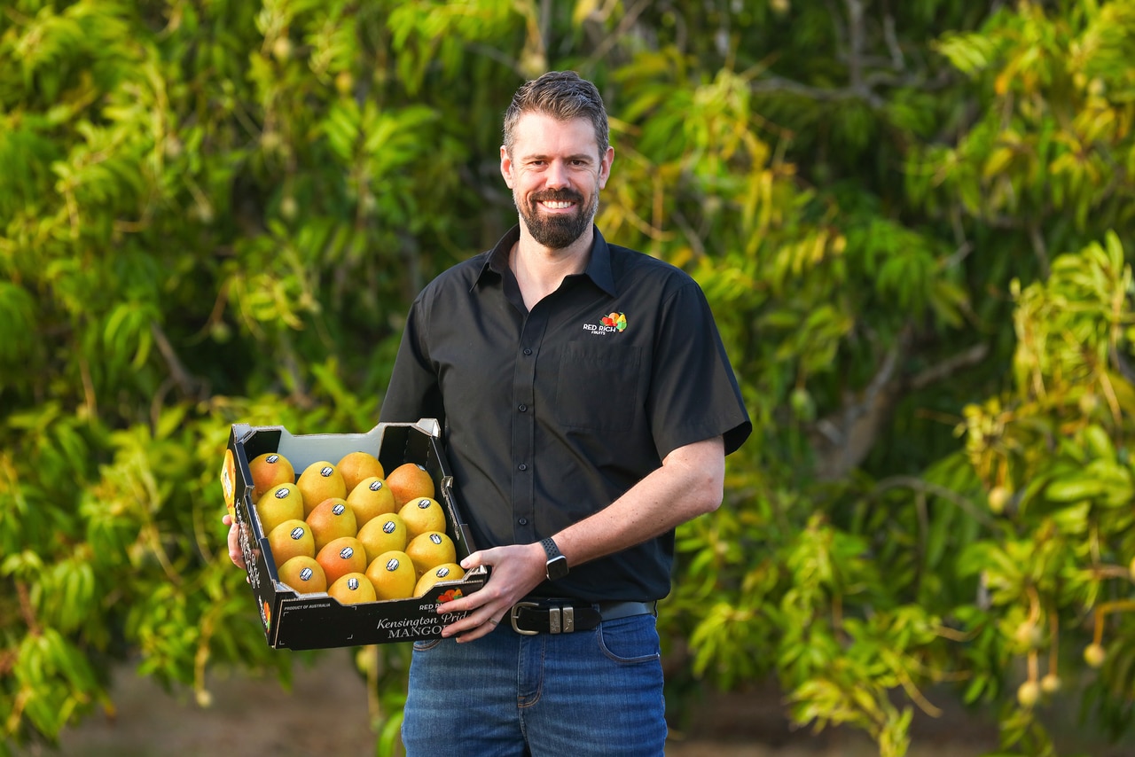 How the northern mango season is faring