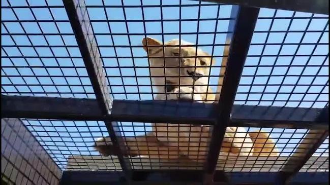 Up close and personal with Lions