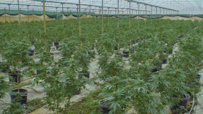 Five people have been charged with drug offences after detectives raided this cannabis plantation.