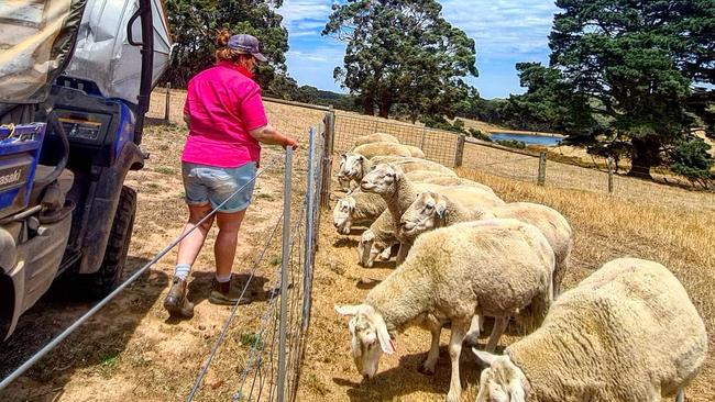 Sammy McIntyre runs 1150 breeding ewes and lambs.