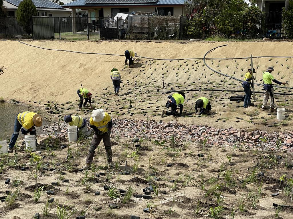 An estimated 70 workers are planting 97,000 grasses and trees for the Bushland Beach naturalisation project. Picture: Leighton Smith.