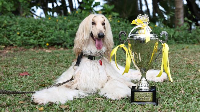 Afghan hound Lily was named best in show at Port Douglas Carnivale's dog show. Picture: Brendan Radke