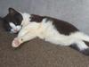 Cat missing on yacht ‘dragged away’ in Brisbane floods