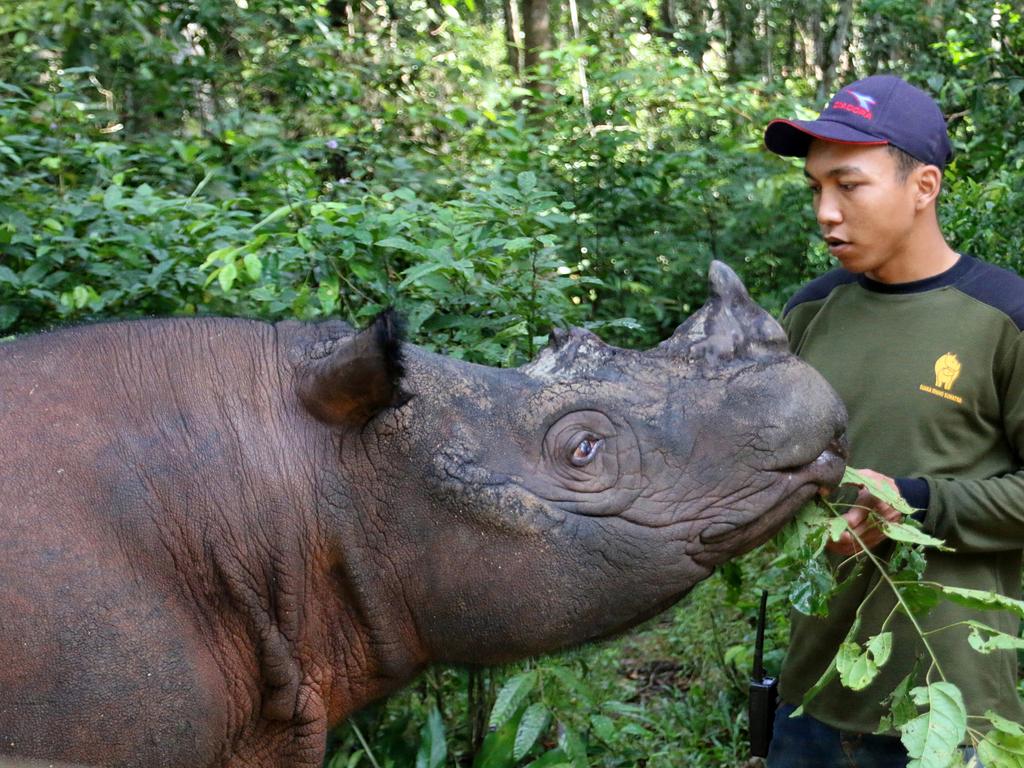 Some Good News For Endangered Sumatran Rhino | KidsNews