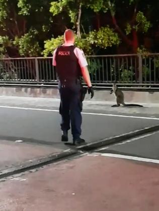 Police come face-to-face with the wallaby.