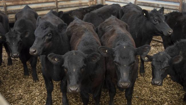 Cattle prices are declining, aided by a slowdown in demand as Christmas closures approach at processing plants. Picture: Zoe Phillips