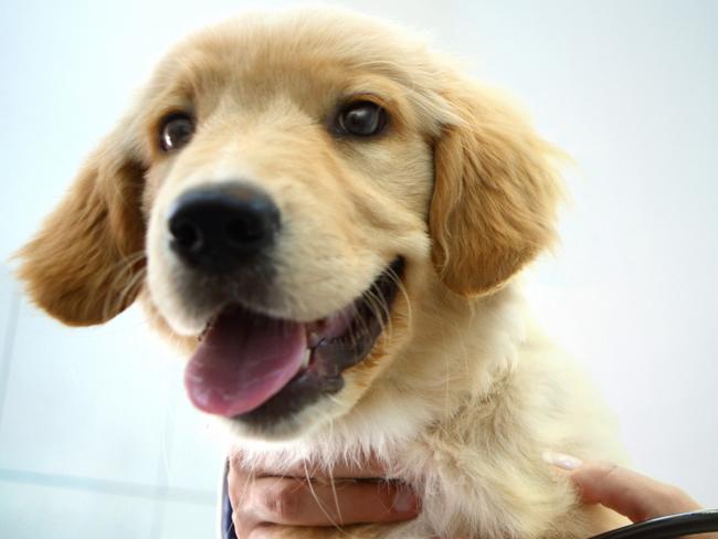 Closeup front view of Golden Retriver puppy being examined by unrecognizable female vet. The vet is using a stethoscope; pet insurance veterinary bills generic