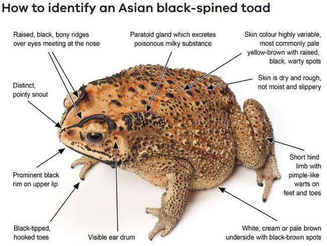 An Asian black-spined toad was found in Huntingdale. Picture: Agriculture Victoria