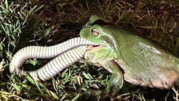 **Please do not use until we have permission**A green tree frog was captured devouring a keelback snake on Tuesday in Cedar Vale, a suburb of Logan. Picture: Melissa MacPherson