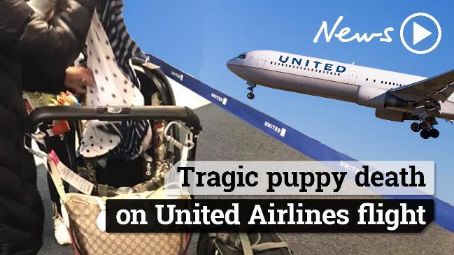 Puppy tragically dies on United Airlines flight