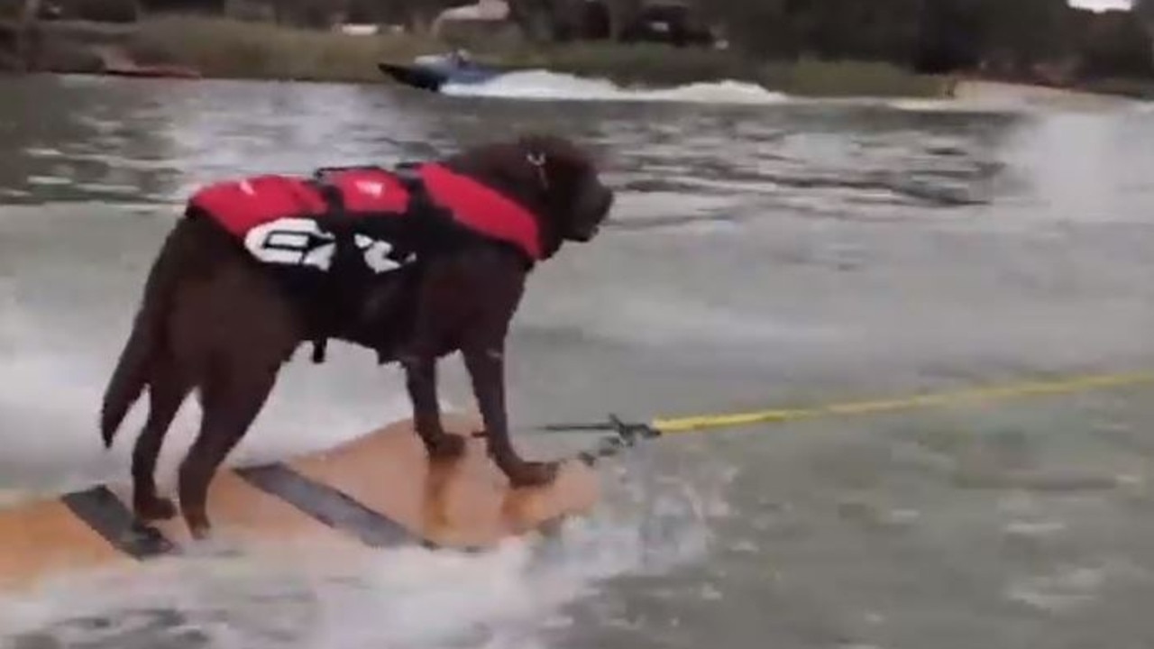 Morgan water ski dog: Dexter the labrador’s talent on the River Murray ...