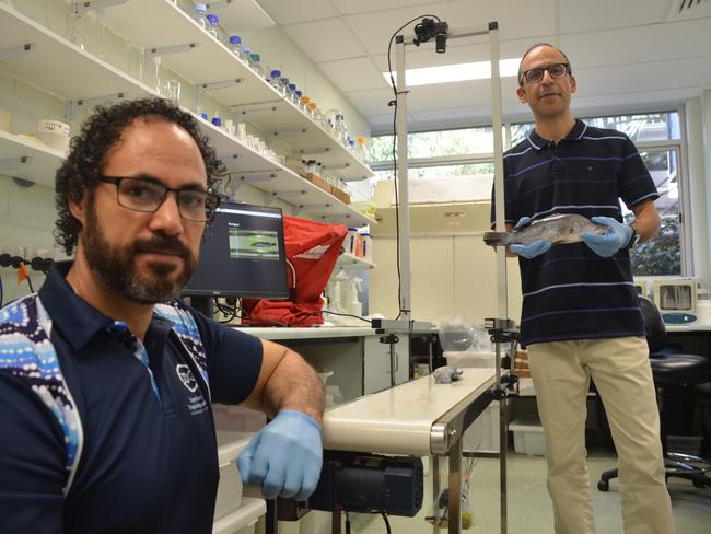 Barramundi AI: PhD candidate Alzayat Saleh (left) who developed the algorithm and Associate Professor Mostafa Rahini Azghadi (right).