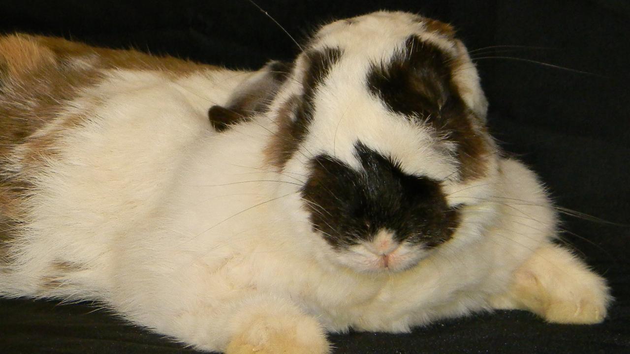 Rabbits such as this multi-coloured bunny, ferrets, guinea pigs and birds can be given a life after death.