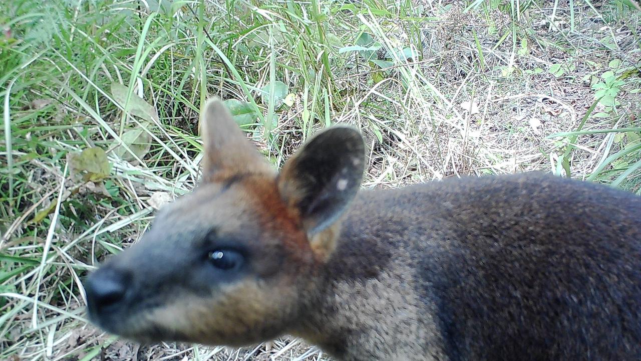 A sensor camera photo of a swamp wallaby in South East Queensland, taken as part of the Eyes on Recovery project.