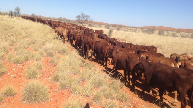 Good line: Yarrie Station runs 3000 Droughtmaster-cross breeders, including Shorthorn and Brahman.