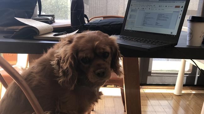 Lola knows where to park her coat while she works. Picture: Jessica Leo-Kelton