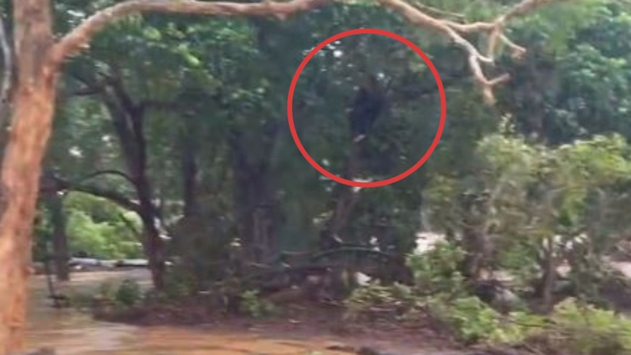 Man Spotted Clinging To Tree During Queensland Flood Au