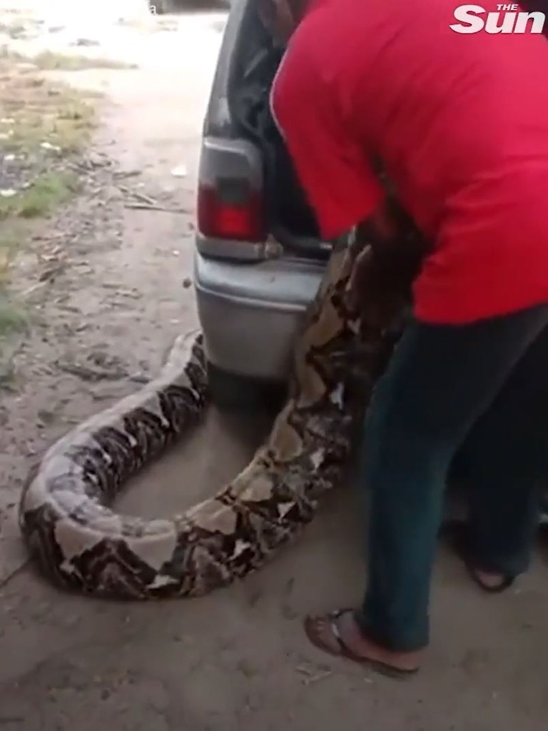 Before being wrestled into the back of a car. Picture: TikTok