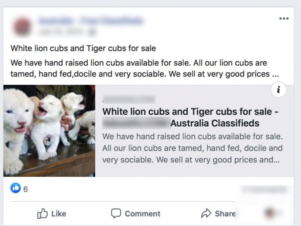 Lion cubs were reportedly available for $1700 and tiger cubs for $1550.