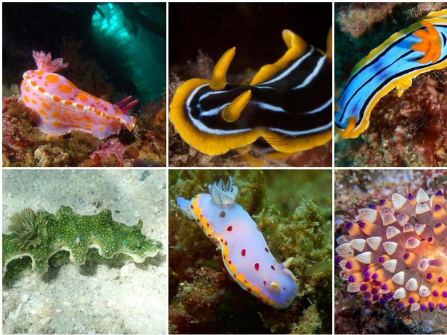 Enter the wonderful world of nudibranches in the third annual Coffs Coast Sea Slug Census which is held in conjunction with SURG, the Solitary Island Underwater Research Group Inc.