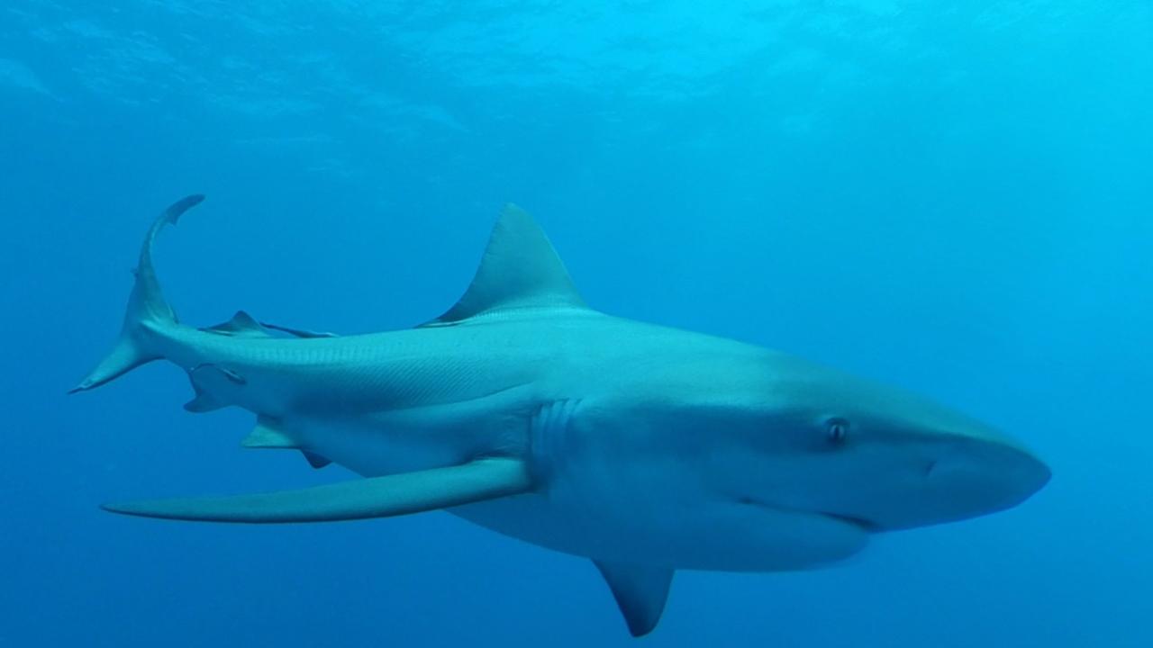 Jaeden Vardon has spent the last four years researching the issue of shark depredation across Queensland's cost.